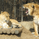 Image for article titled 10 Real-Life Animal Husbandry Techniques That Alien Zoos Will Use On Us